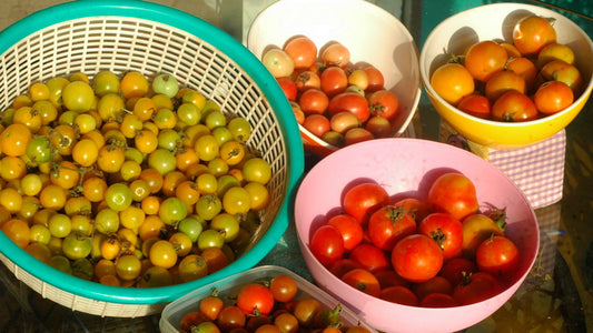 FAQs: Growing Tomatoes Organically