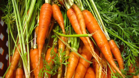 FAQs: About growing carrots