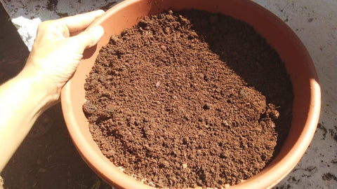 FAQs: Reviving old soil in pots – problems and solutions