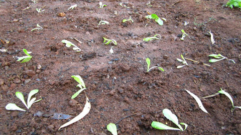 GUIDE: Increasing survival rates for your vegetable transplants