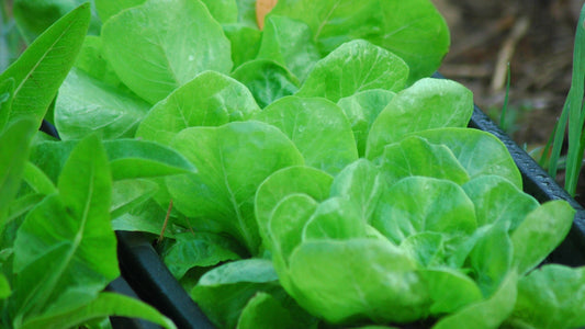 Cavatina,transformed