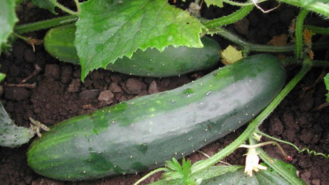 FAQs: About Growing Cucumbers