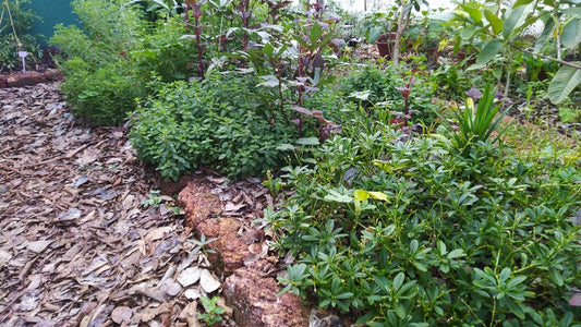 The Necessity of Mulching