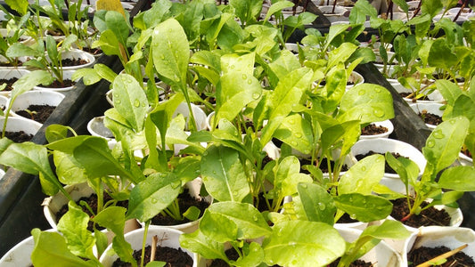 The Basics of Germinating Vegetable Seeds