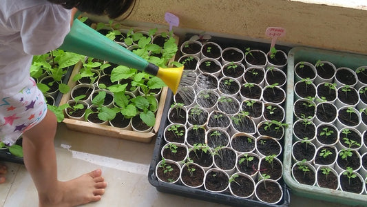 Is too much watering killing my vegetable plants?