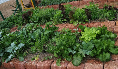 6 Great Vegetables to grow in your Winter Kitchen Garden (in India)