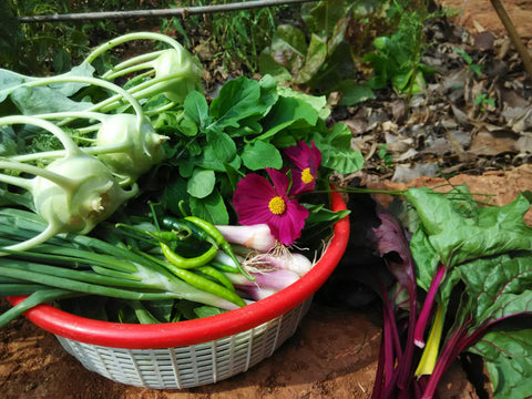 First harvest in your kitchen garden