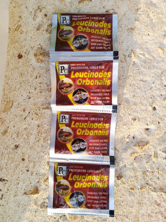 Leucinodes orbonalis (Brinjal)